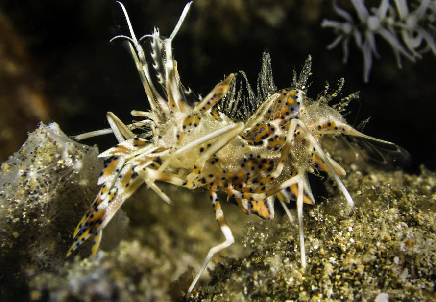 Phyllognathia ceratophthalma 